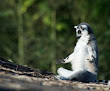 Lemur Morning Yoga And Meditation
