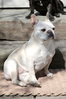 And just like fair-skinned people, who burn easily, fair-haired Frenchies, like myself, can burn easily, too!  It's best for me to try and avoid direct sunlight!