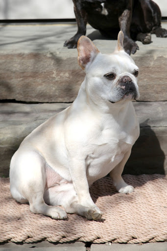 And just like fair-skinned people, who burn easily, fair-haired Frenchies, like myself, can burn easily, too!  It's best for me to try and avoid direct sunlight!