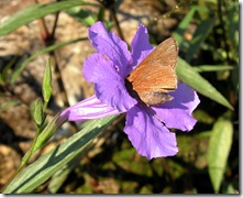 Monk Skipper