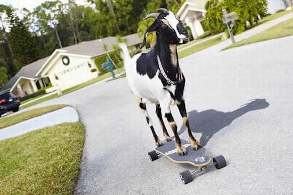 3- Maior distância percorrida por uma cabra em um skate 3- Maior distância percorrida por uma cabra em um skate