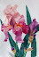 janda - Iris%252520rose%252520peach.jpg