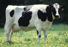[cow2%255B2%255D.jpg]
