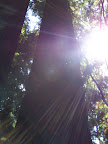 california_sequoia