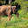 ELEFANT SRI LANKA