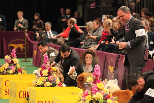 Jan, please give my fur a little spritzing - I need to look my best.  Winning Best of Breed is one thing, but Best of Group is another story!