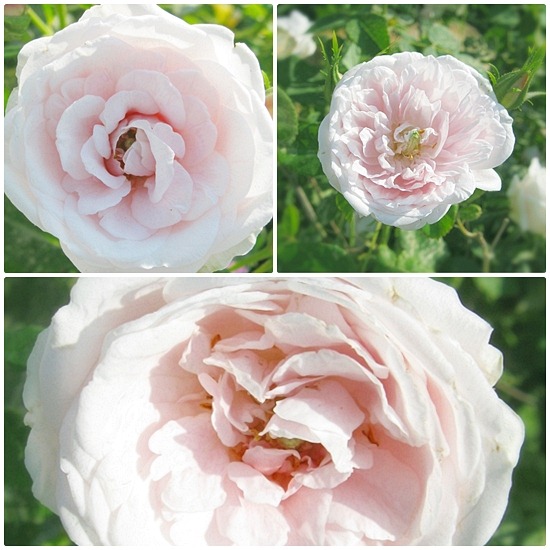 rose01