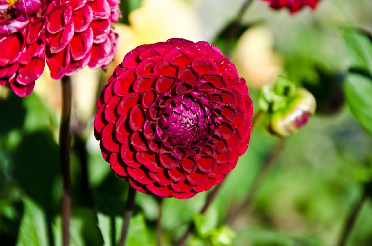 Eden Project