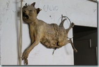 IMG_8255 IMG_8255
