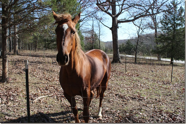 Beautiful brown horse with star blaze