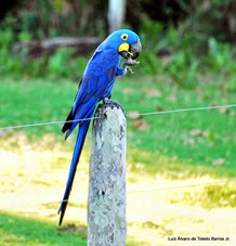 Arara Azul