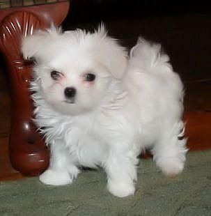 [fotos%2520de%2520perritos%2520imagenesifotos.blogspot%2520%25284%2529%255B4%255D.jpg]