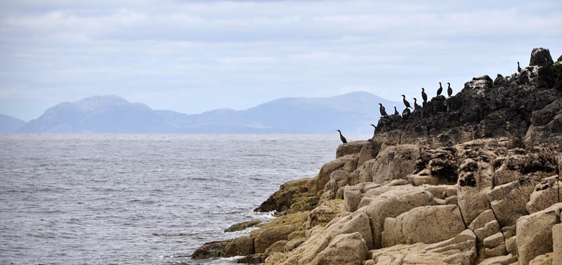 [Cormorants%255B7%255D.jpg]