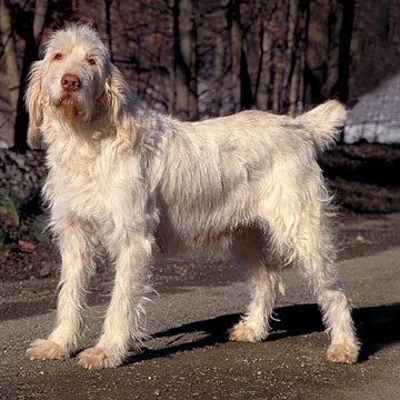 We heard that the Spinone Italiano is a gun-breed dog. What do you suppose that means?
Photo By Mary Bloom