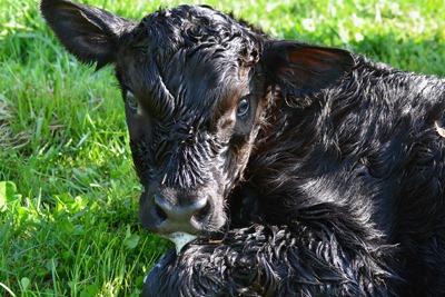[slimy%2520calf%255B3%255D.jpg]