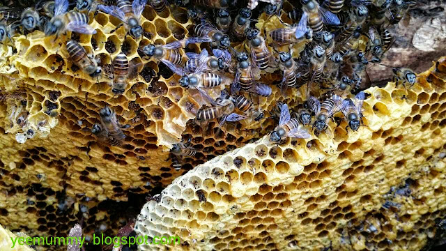 bees 蜜蜂到访
