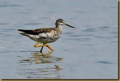 Greater Yellowlegs D7K_3149 August 13, 2011 NIKON D7000