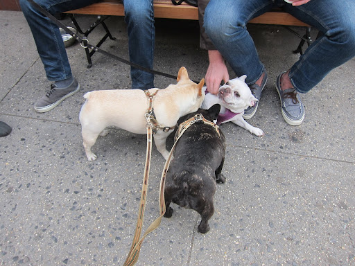 Wow, a Frenchie named Potato!  You sure do look wiped out!  Have you been partying all day?  Francesca and I have only just begun!