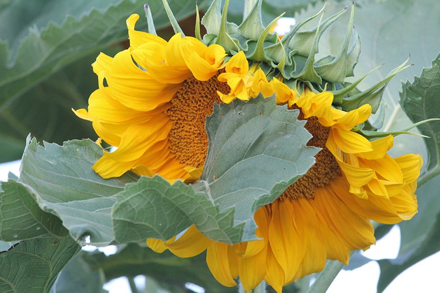 [110707_sunflowers_davis_176.jpg]