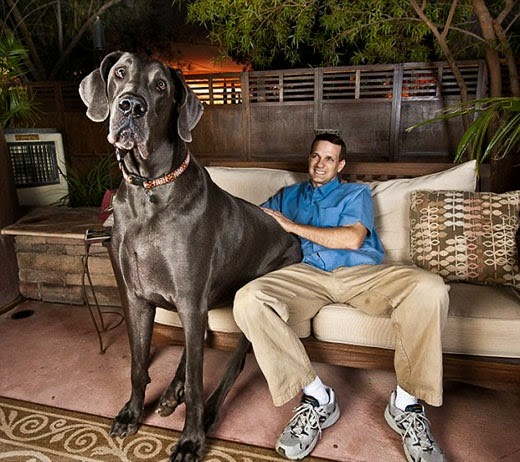 [big_dog_5203%255B2%255D.jpg]