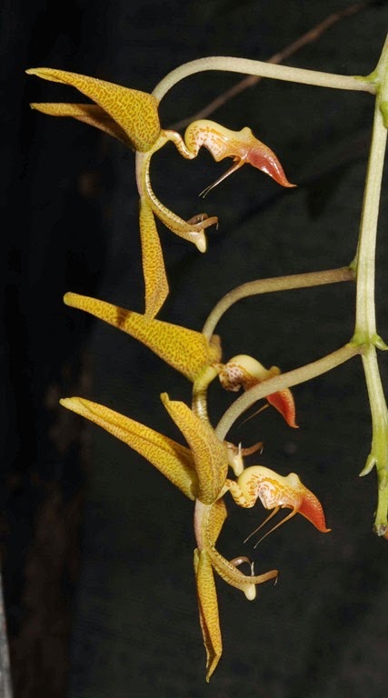 [OR%2520Gongora%2520gratulabunda%255B3%255D.jpg]