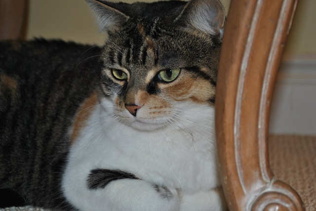 [Molly%2520November%25202011%2520004%255B3%255D.jpg]