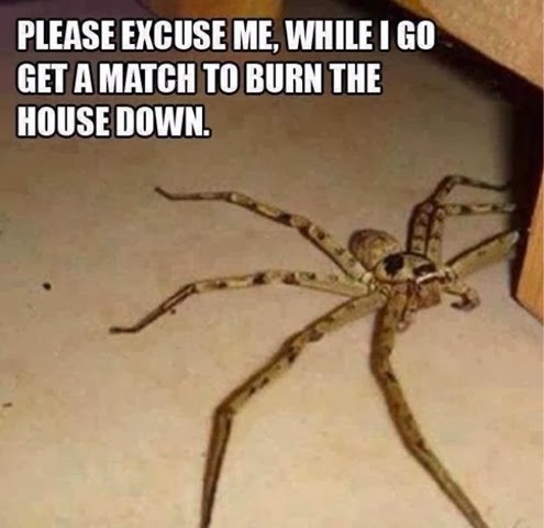 [australia-scary-spiders-021%255B2%255D.jpg]