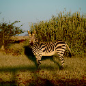 Hartmann's mountain zebra
