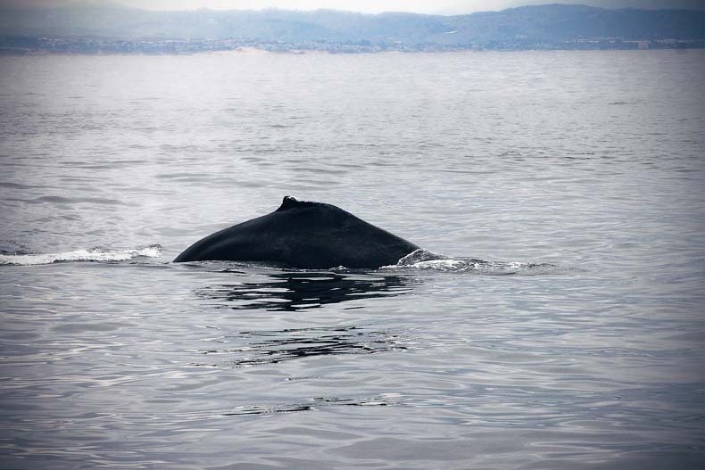 [whale-35.jpg]