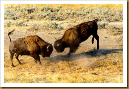 American Bison (Bison bison)