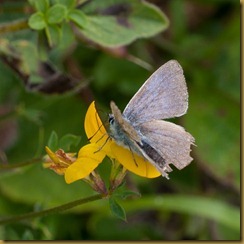 Common Blue