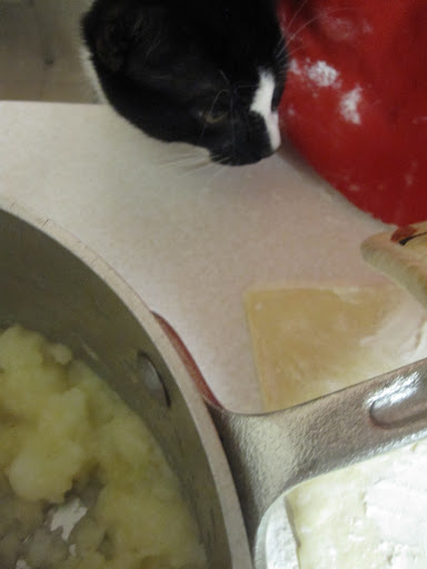 One of our kittens wanted to help. One of our kittens wanted to help.