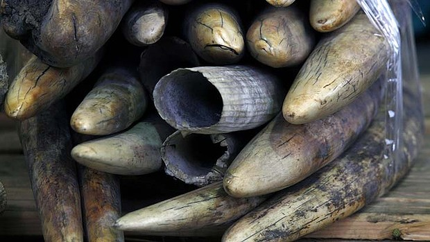 Seized: Ivory tusks are displayed after being confiscated in Hong Kong. Photo: AP