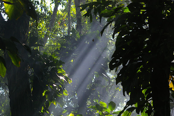 Ithomiinae dans un rayon de soleil. Caçandoca (Ubatuba, SP), 21 février 2011. Photo : J.-M. Gayman