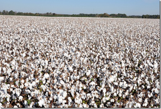 new farm cotton 2012 (62)
