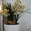 DSC06411.JPG