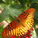 Mexican Silverspot