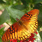 Mexican Silverspot