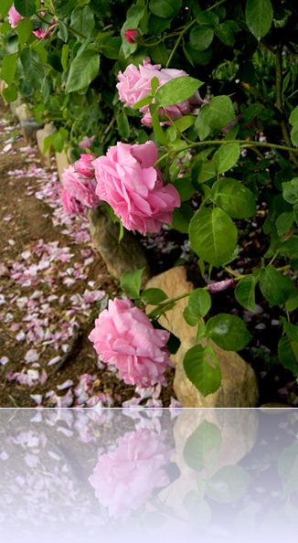 DSCN6621 DSCN6621