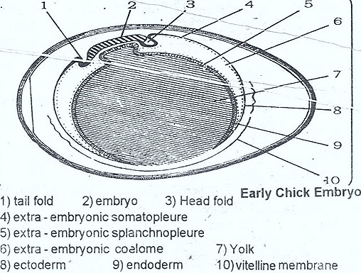 FOETAL-EMBRYO-MEMBRANES- CHICK FOETAL-EMBRYO-MEMBRANES- CHICK