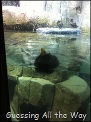 penguin