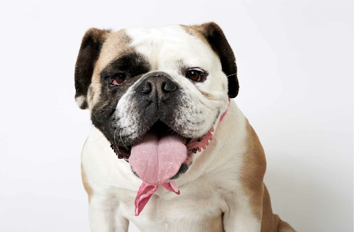 Matilda - Young Adult English Bulldog Mix
Playful, with a larger than life personality. Very well mannered, and sweet. Ideal adopter is someone with Bulldog experience willing to make her feel comfortable and offer her a home without other pets to share the limelight. (See link in post) Matilda - Young Adult English Bulldog Mix
Playful, with a larger than life personality. Very well mannered, and sweet. Ideal adopter is someone with Bulldog experience willing to make her feel comfortable and offer her a home without other pets to share the limelight. (See link in post)