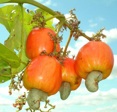 [cashewnews_004%255B3%255D.jpg]