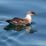 Great shearwater