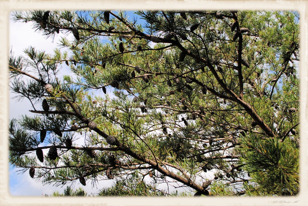 [DSC_00676.jpg]