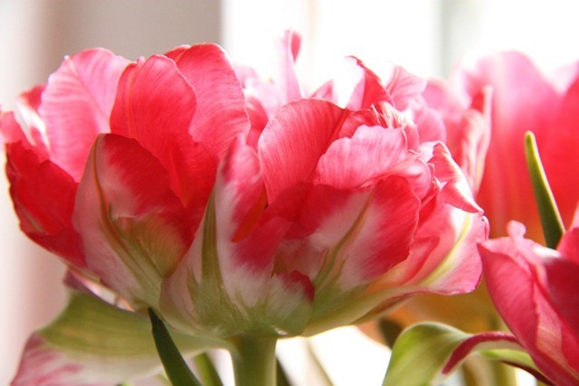 tulp tulp