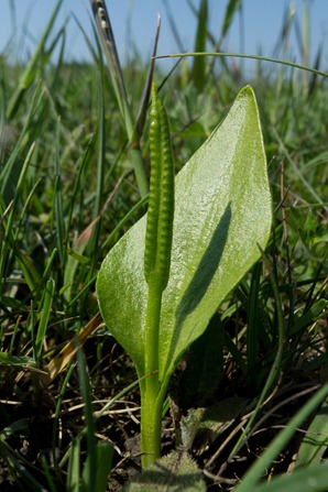 Adders Tongue Fern Adders Tongue Fern
