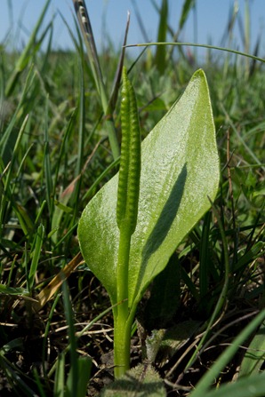 Adders Tongue Fern