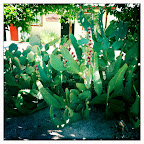 Harmony Motel Gardens<br />
Pic taken by ash(Pic property of Harmony Motel)