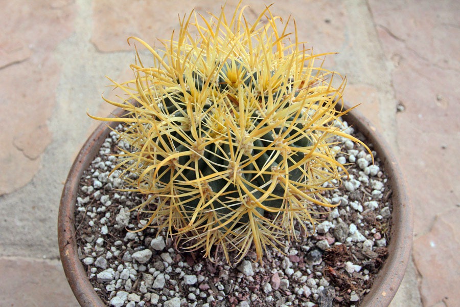 [120330_Ferocactus-chrysacanthus_02%255B7%255D.jpg]